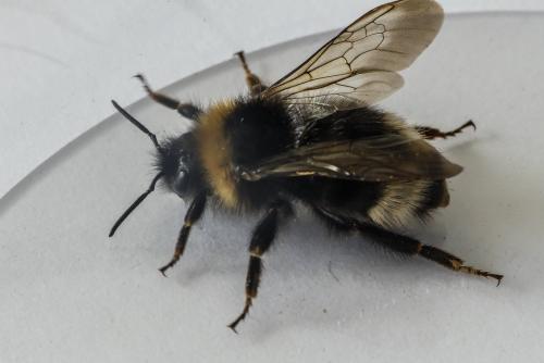 Bombus sp.
